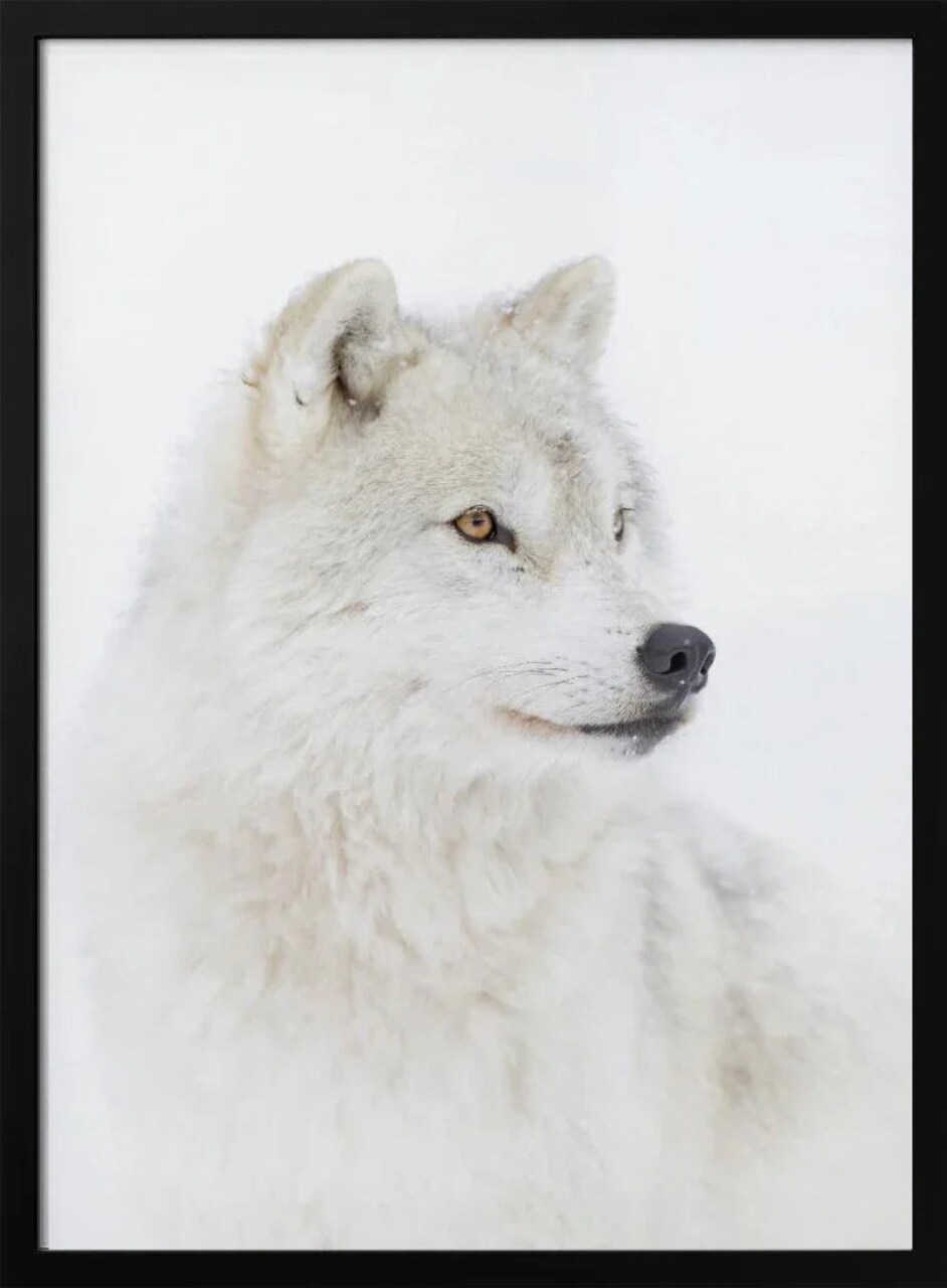 Framed Arctic Wolf Portrait by Jim Cumming - 24x36 Home or Office Wall Art